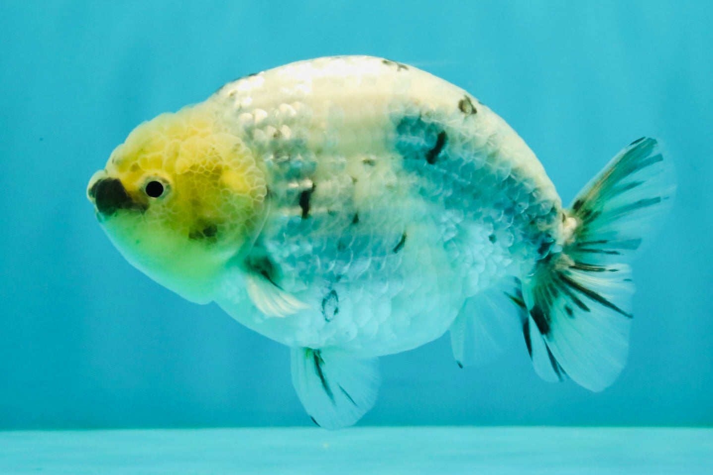 UNIQUE AAA Grade Jumbo Bloodline White Tiger Ranchu Male 4.5-5 inches #071726RC_06