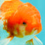 A Grade Red White Oranda Male 5.5 inches #102326OR_10