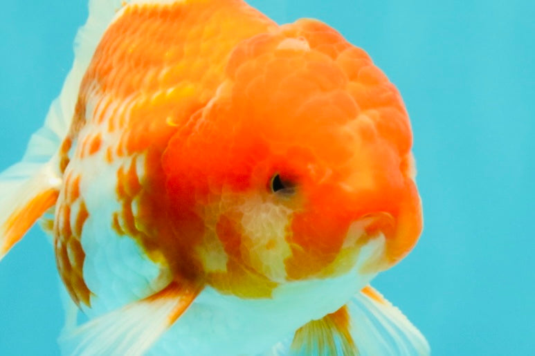 A Grade Red White Oranda Male 5.5 inches #102326OR_10