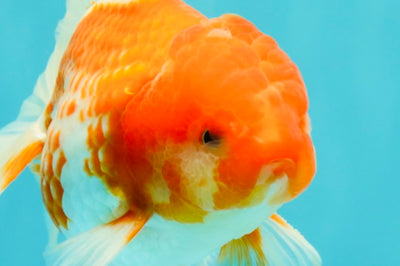 A Grade Red White Oranda Male 5.5 inches #102326OR_10