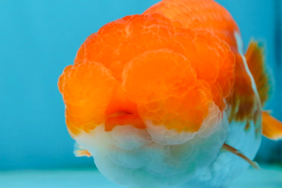 A Grade Red White LionQueen 4.5 inches #062725LC_06