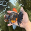 CHUBBY AAA Grade Tiger Oranda Male 5.5 inches #050126OR_08