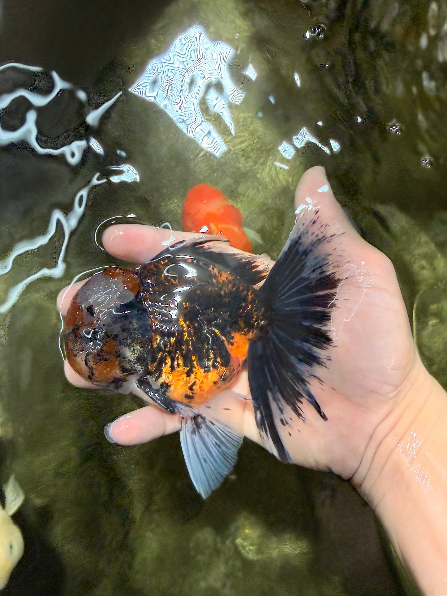 CHUBBY AAA Grade Tiger Oranda Male 5.5 inches #050126OR_08