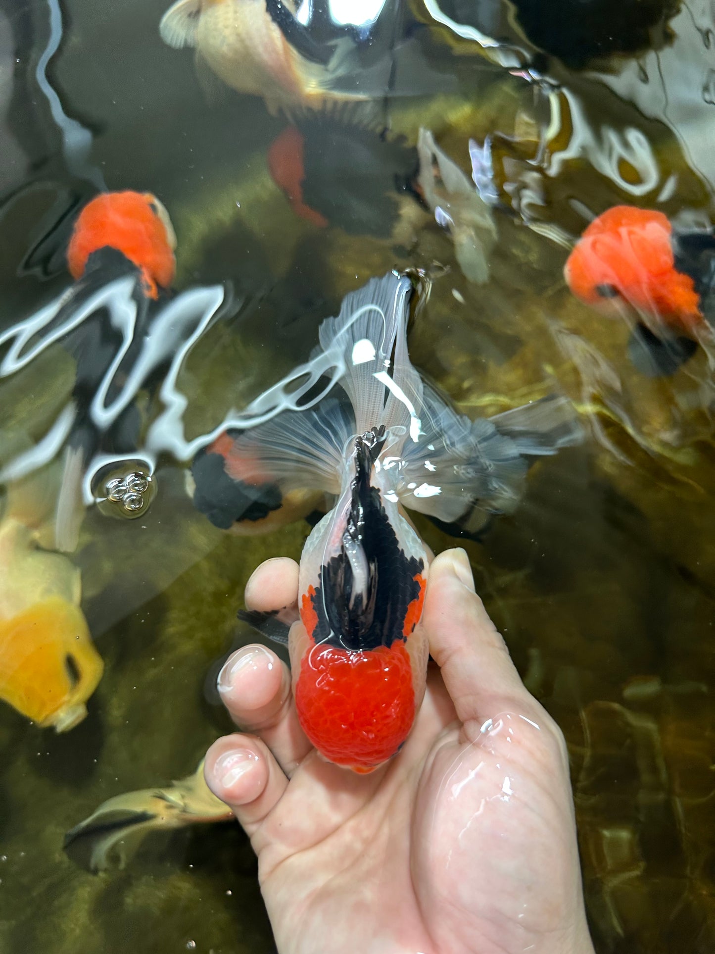 A Grade Tricolor Oranda Male 5 inches #080825OR_01