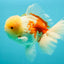 FLUFFY AAA Grade Jumbo Boradtail Red White Oranda Male 8.5 inches #072426OR_02
