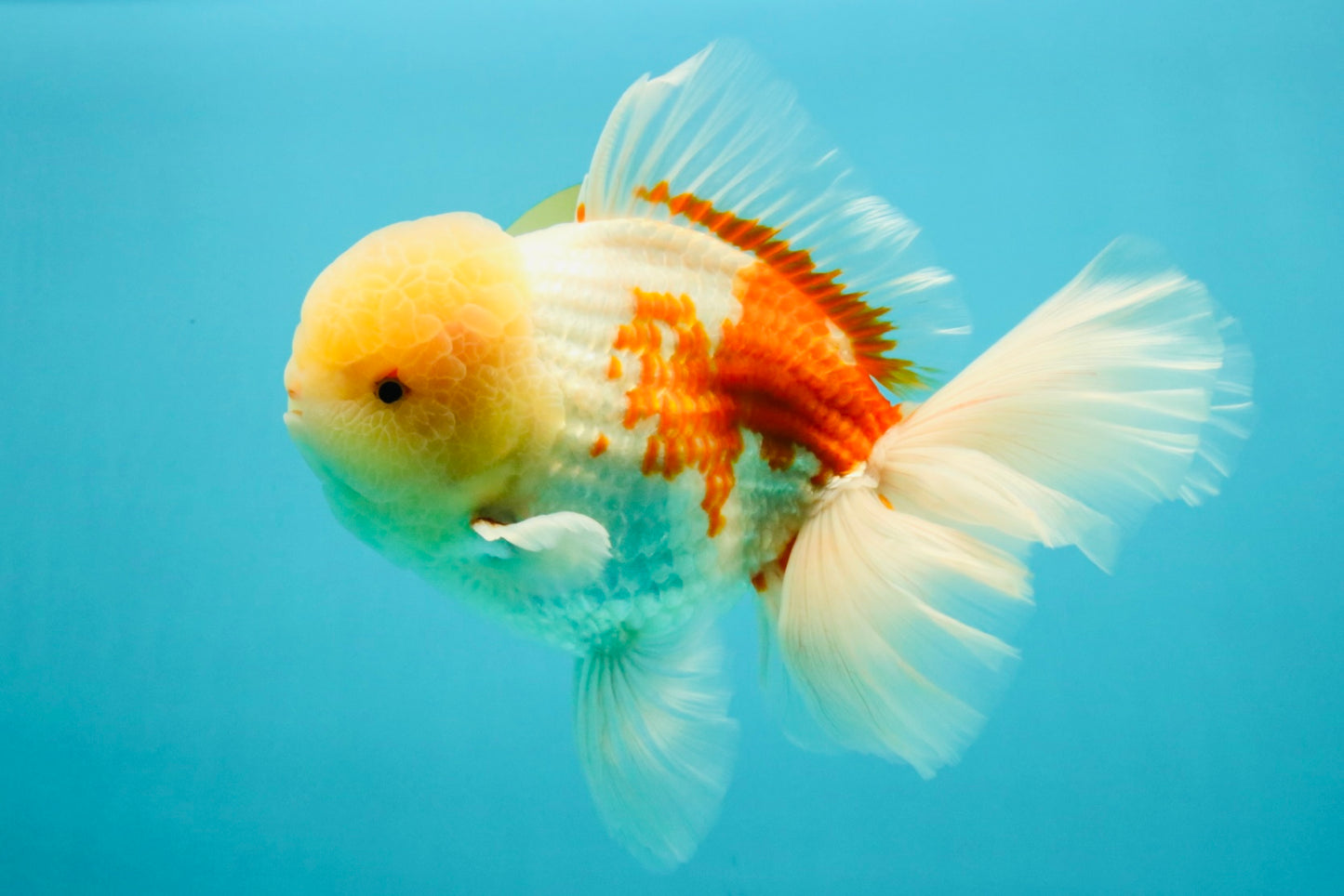 FLUFFY AAA Grade Jumbo Boradtail Red White Oranda Male 8.5 inches #072426OR_02