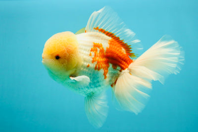 FLUFFY AAA Grade Jumbo Boradtail Red White Oranda Male 8.5 inches #072426OR_02