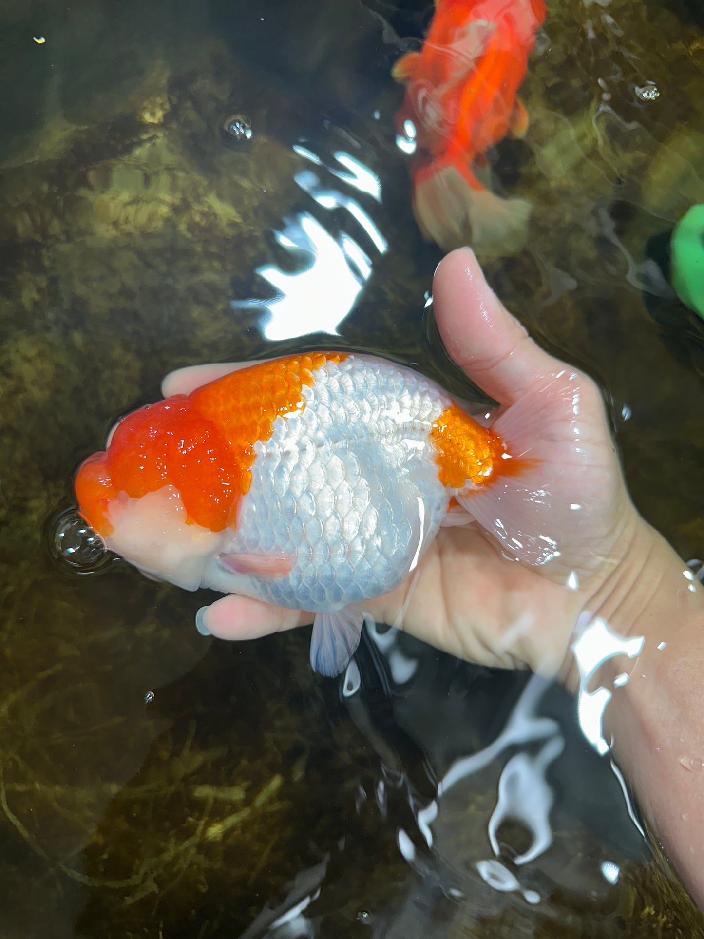 AAA Grade FLUFFY WEN Red White LionQueen 5.5-6 inches #090525LC_02