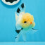 AAA Grade Lemonhead Tricolor Button Eyes Oranda Male 4.5-5 inches #0913OR_14