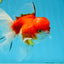 A Grade Sakura Oranda Female 5.5  inches #071125OR_09