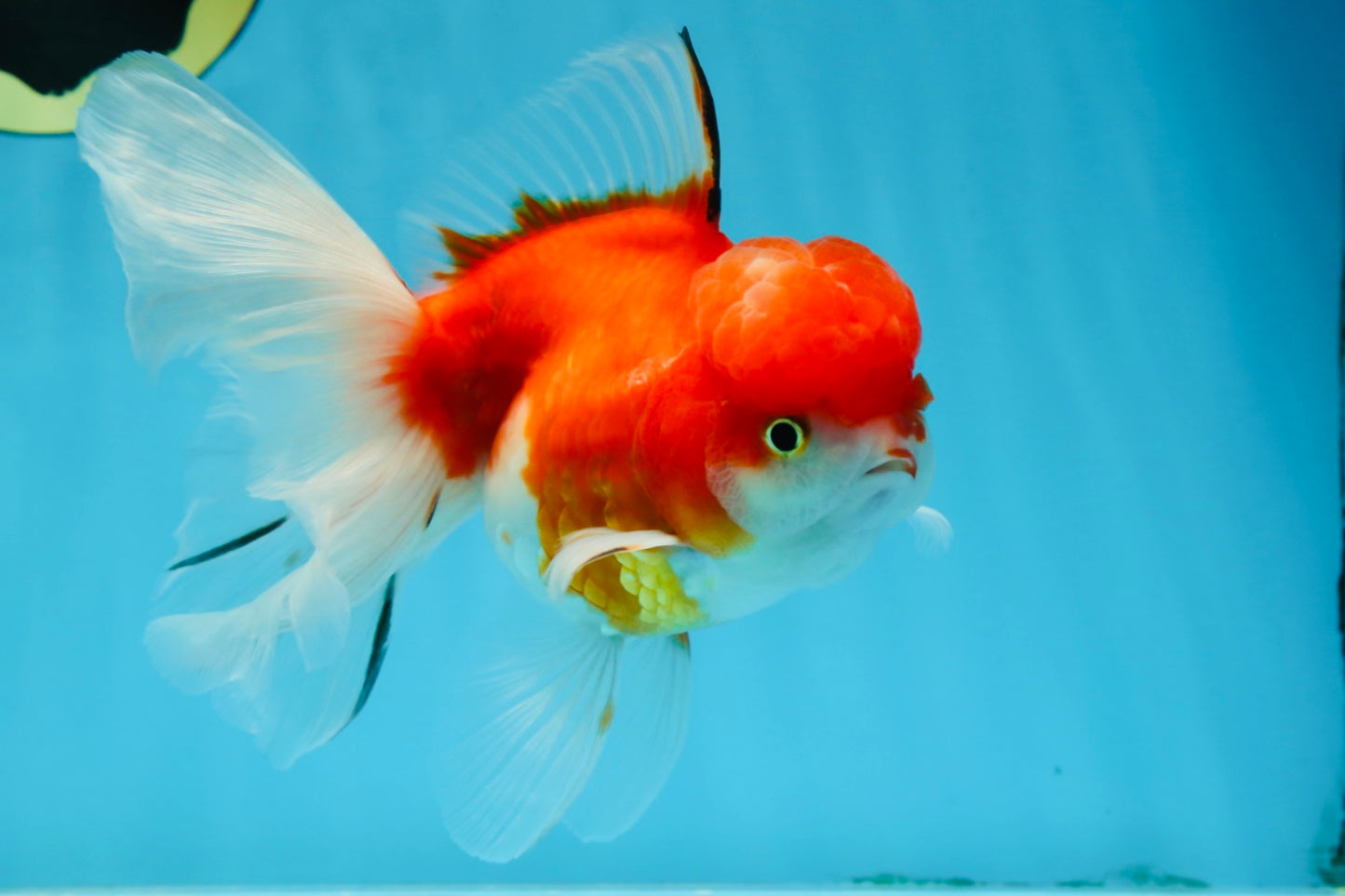 A Grade Sakura Oranda Female 5.5  inches #071125OR_09