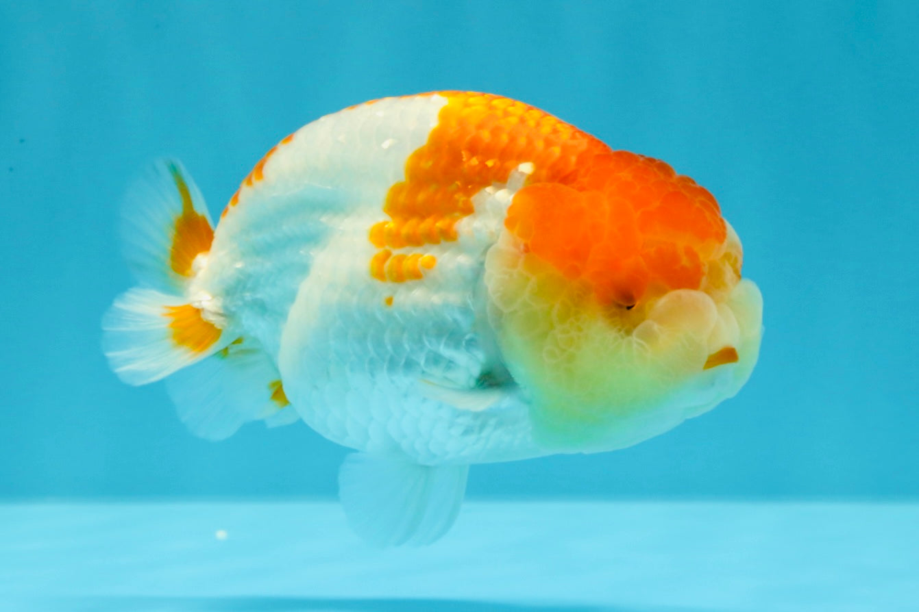 AAA Grade Dragon Head Kohaku Red White LionKing 4-4.5 inches #022726LC_29