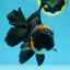 A Grade CHONKY Tricolor Oranda Male 6 inches #080125OR_26