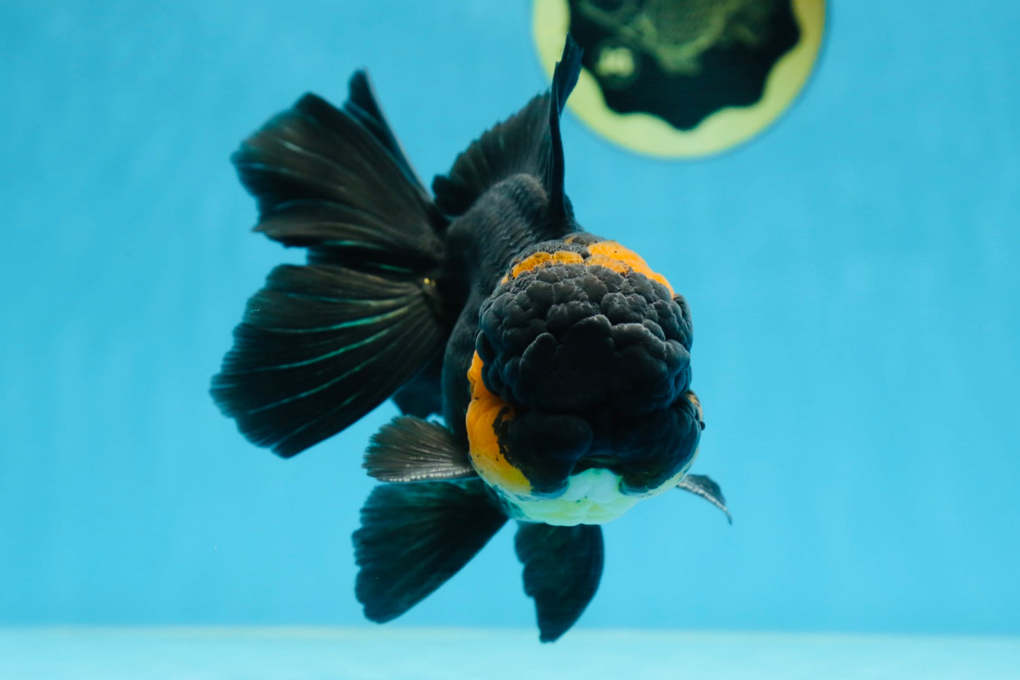 A Grade CHONKY Tricolor Oranda Male 6 inches #080125OR_26