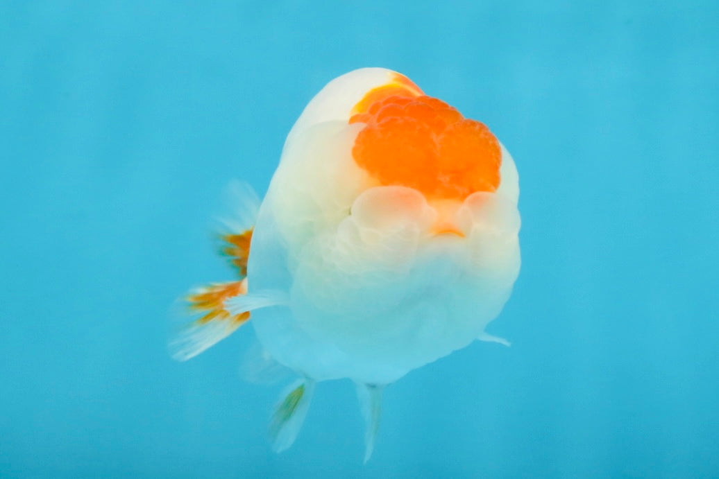 TANCHO Red White LionChu Female 4-4.5 inches #120525LC_15