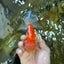A Grade Sakura Oranda Male 4.5-5 inches #052325OR_06