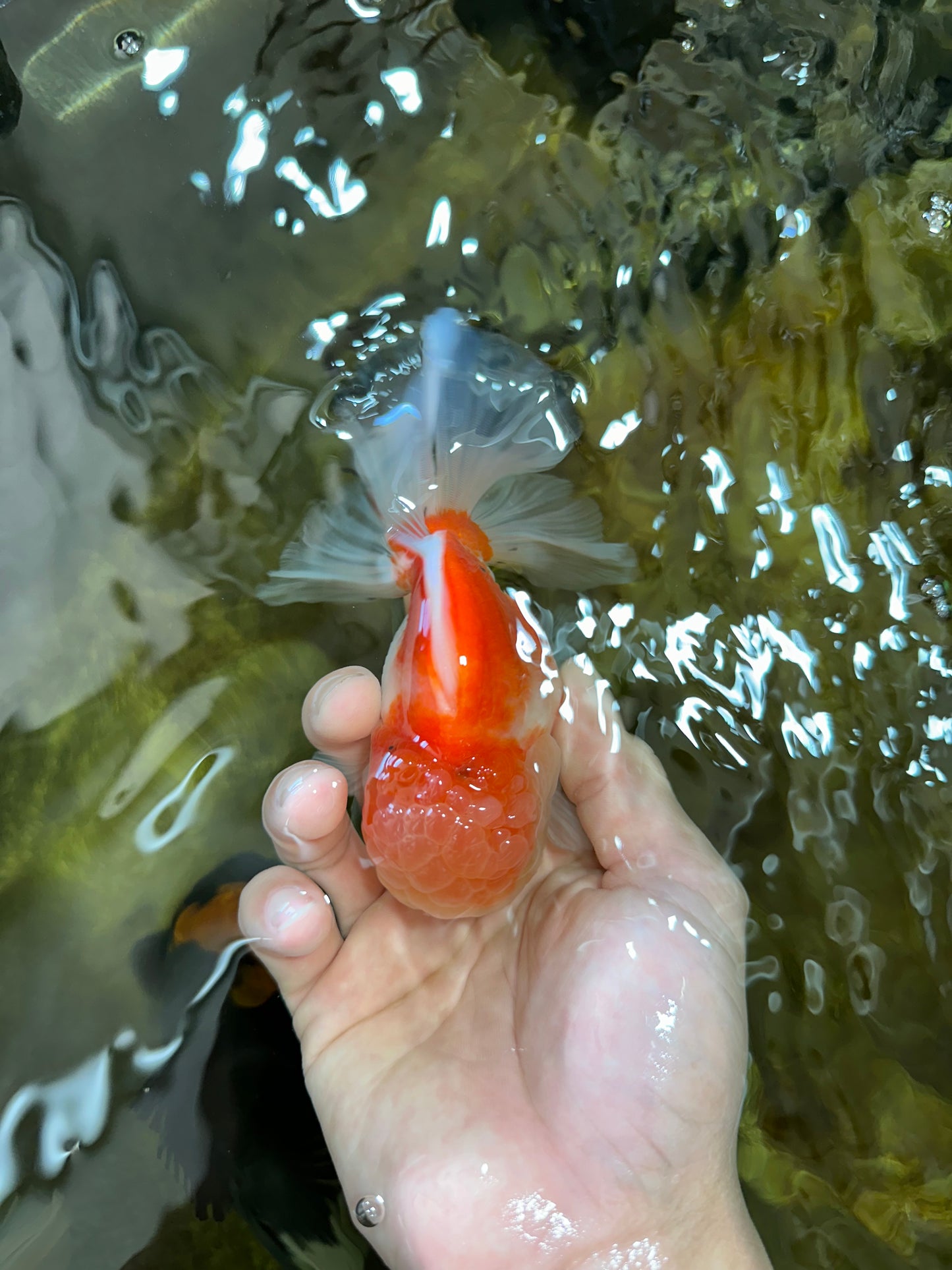 A Grade Sakura Oranda Male 4.5-5 inches #052325OR_06