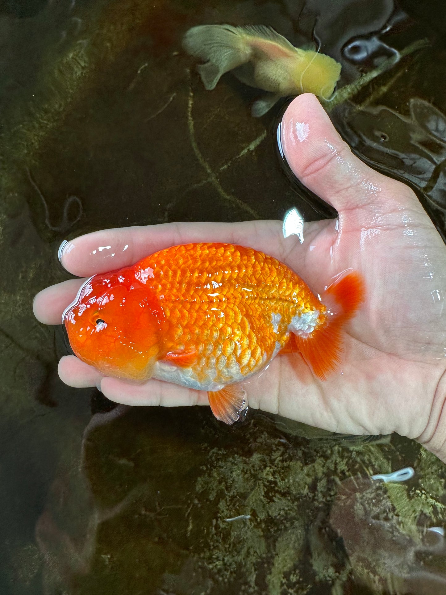 A Grade CHUBBY Red White LionKing 4.5 inches #072525LC_03