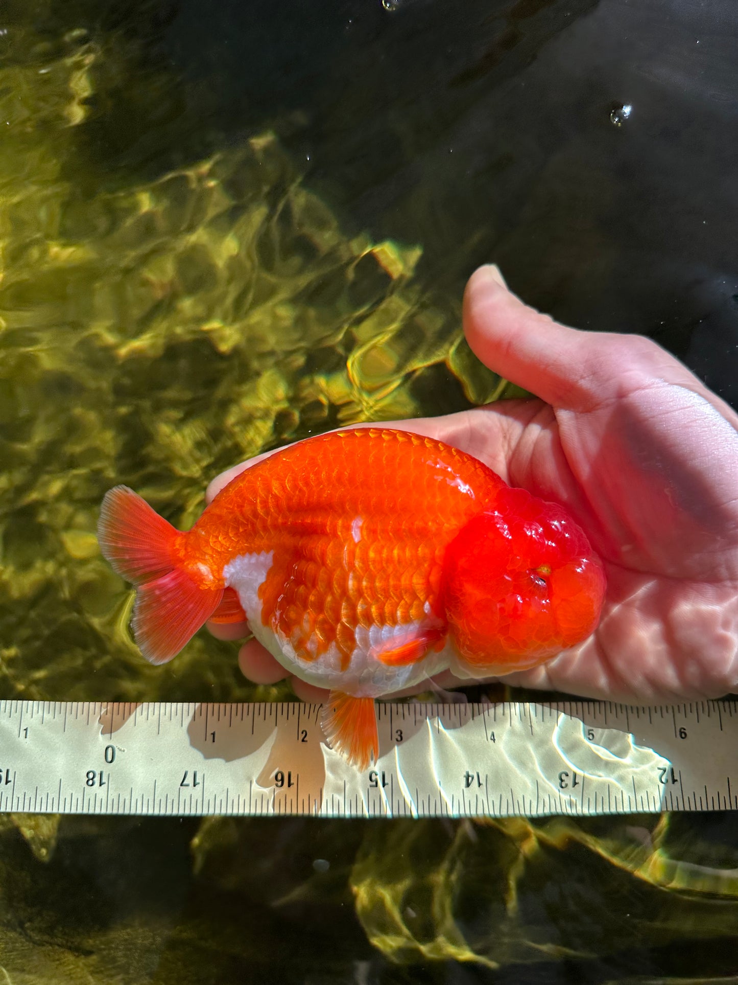 AAA Grade Cherry Red White LionQueen 5 inches #050925LC_16