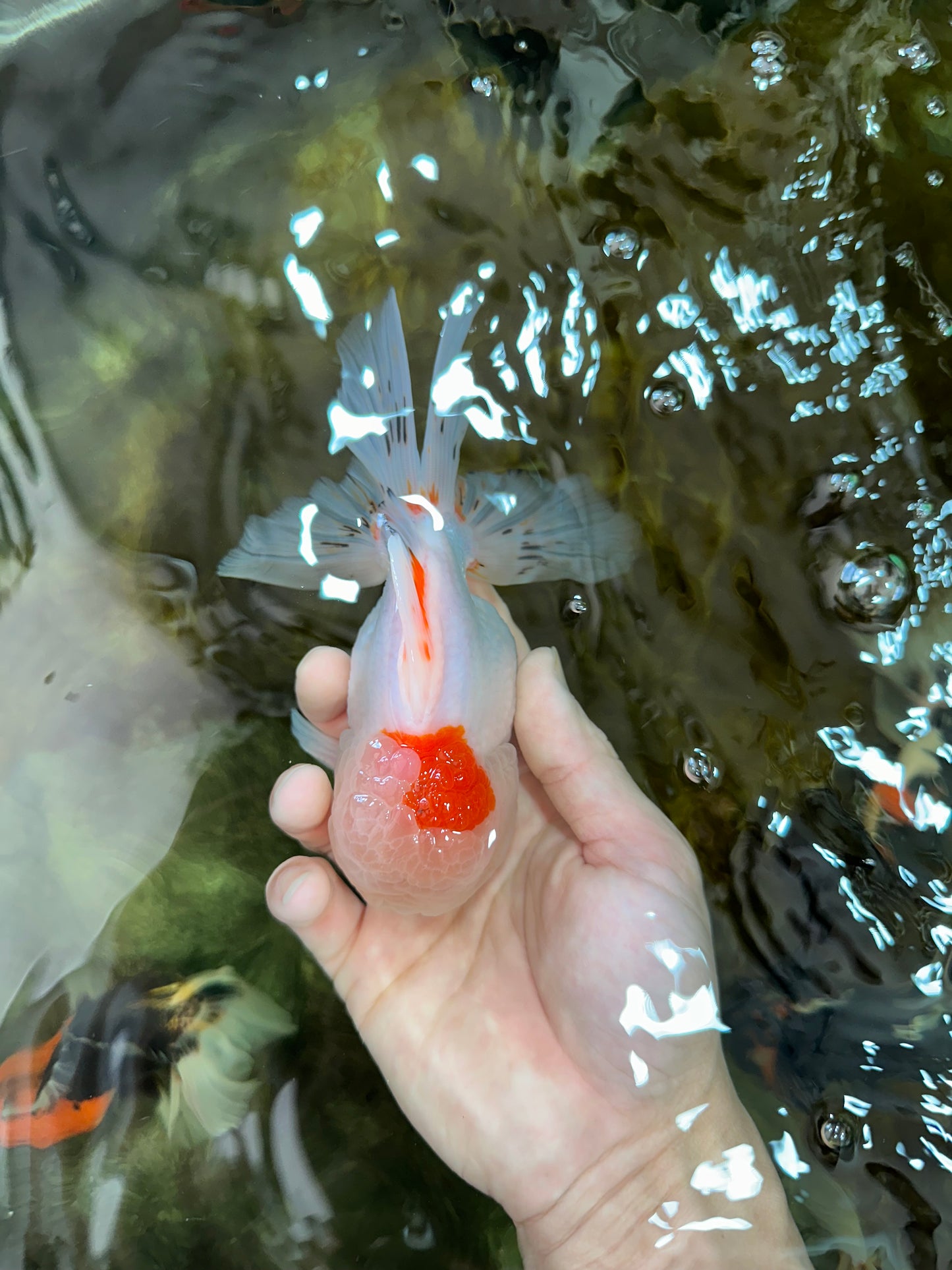 A Grade STUNNING Red White Oranda Male 5.5-6  inches #051625OR_25