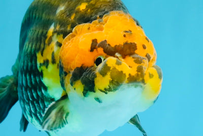 Chinese Apache Ranchu Male 6 inches #041026RC_22