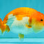 Red White Lionchu Female 4.5 inches #081426LC_14