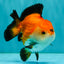 ADORABLE AAA Grade Tricolor Yuanbao Male 4.5-5 inches #080726YB_27