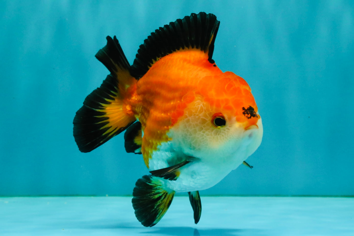 ADORABLE AAA Grade Tricolor Yuanbao Male 4.5-5 inches #080726YB_27