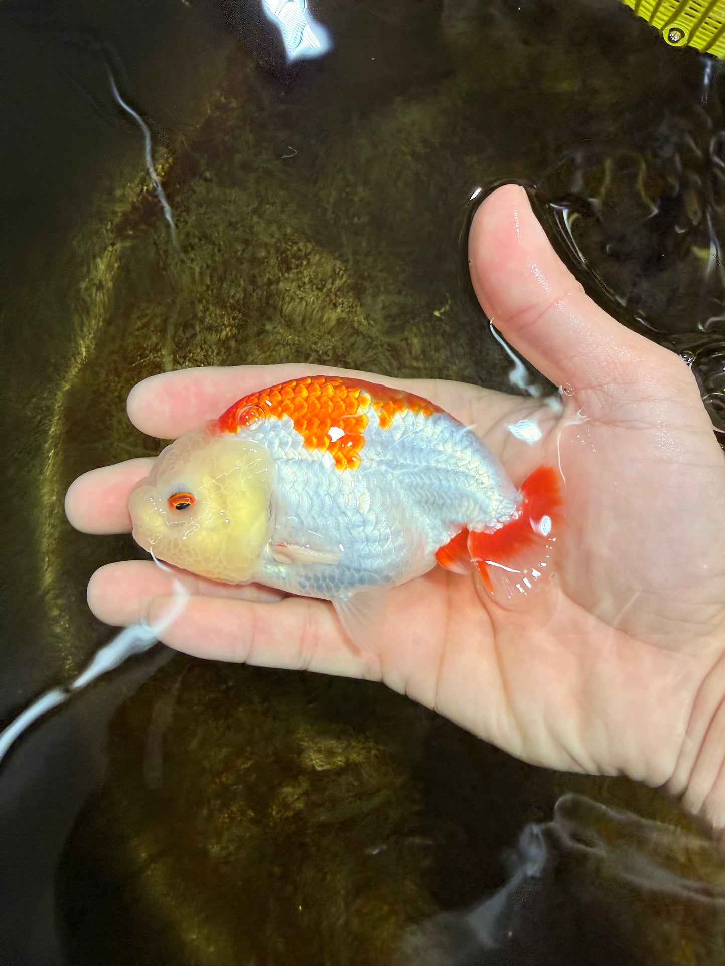 A Grade Red White LionKing 4 inches #112825LC_11