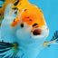 A Grade Big Size Tricolor Oranda Female 7.5 inches #0706OR_09