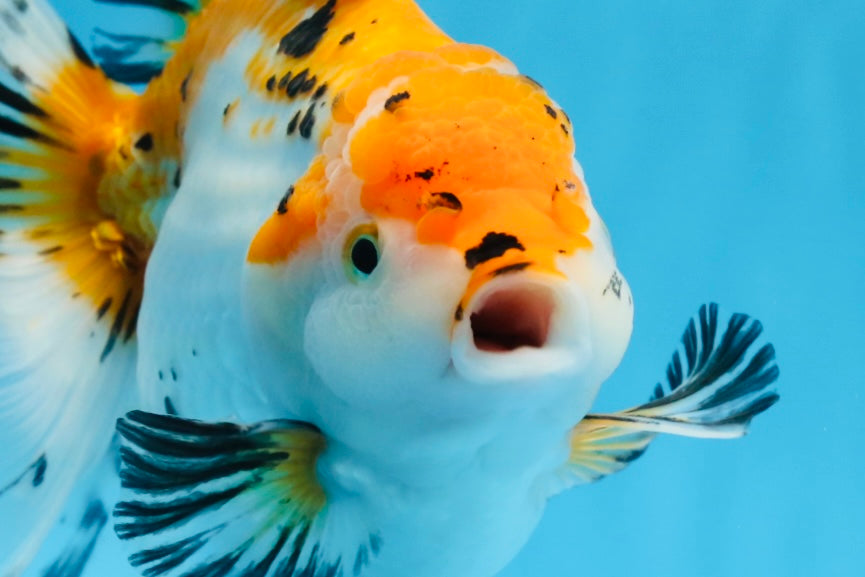 Oranda tricolor hembra de tamaño grande, grado A, 7,5 pulgadas, n.º 0706OR_09