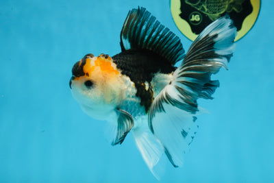 COOKIE Tricolor Oranda Male 5-5.5 inches #091225OR_27