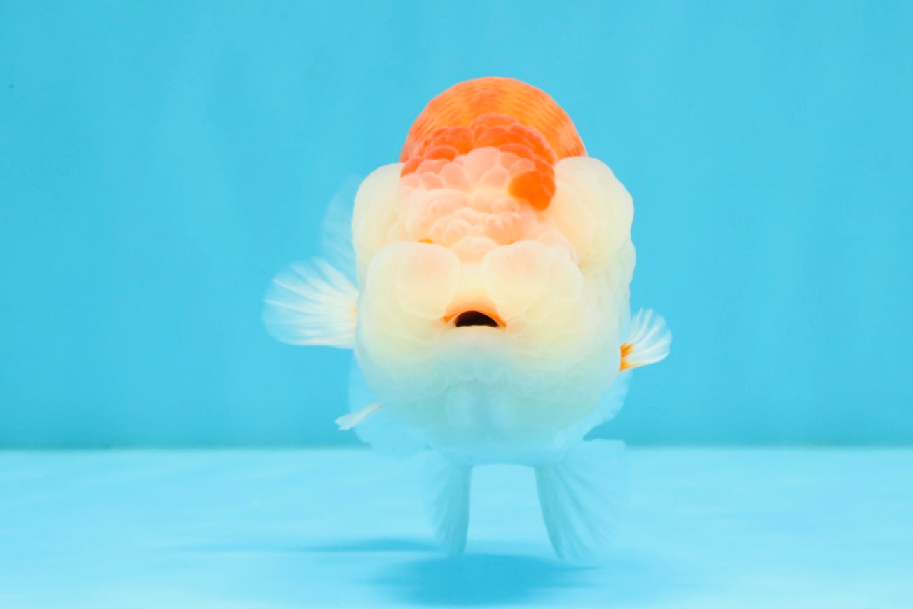 ADORABLE A Grade Red White LionKing 5 inches #032726LC_23