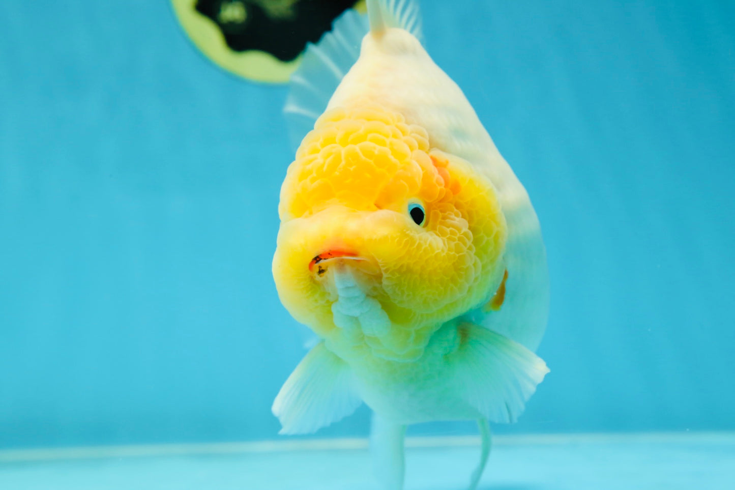 SHOW GRADE Godzilla Sakura Yuanbao Male 6 inches #050925YB_24