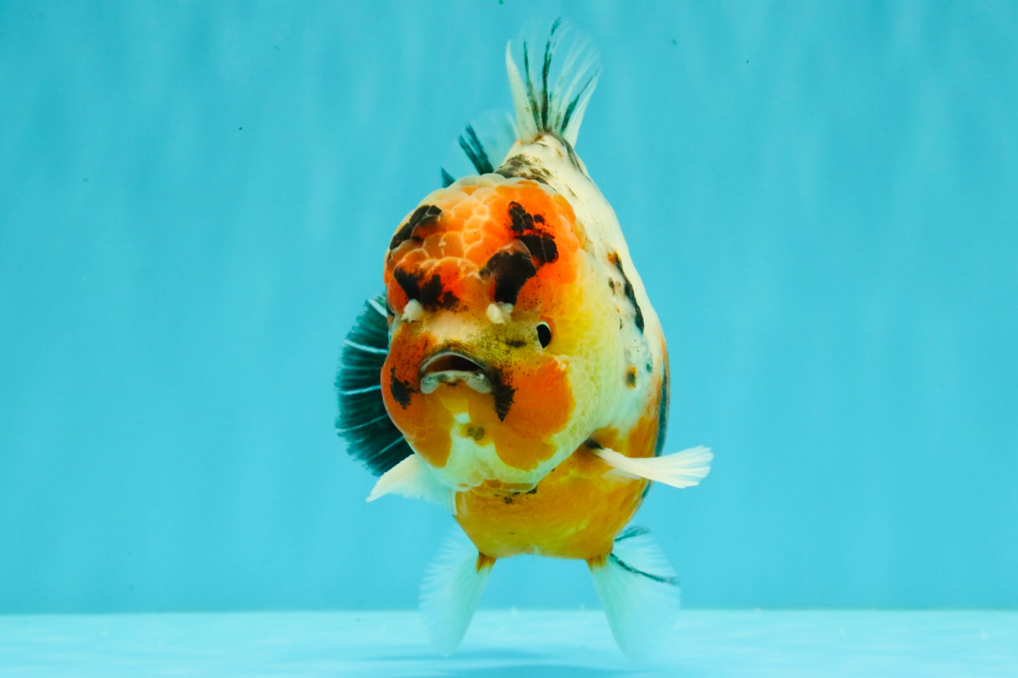 AAA Grade Calico Yuanbao Male 5.5 inches #073126YB_19