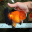 CHONKY A Grade Apache Oranda Male 5.5-6 inches #040326OR_09