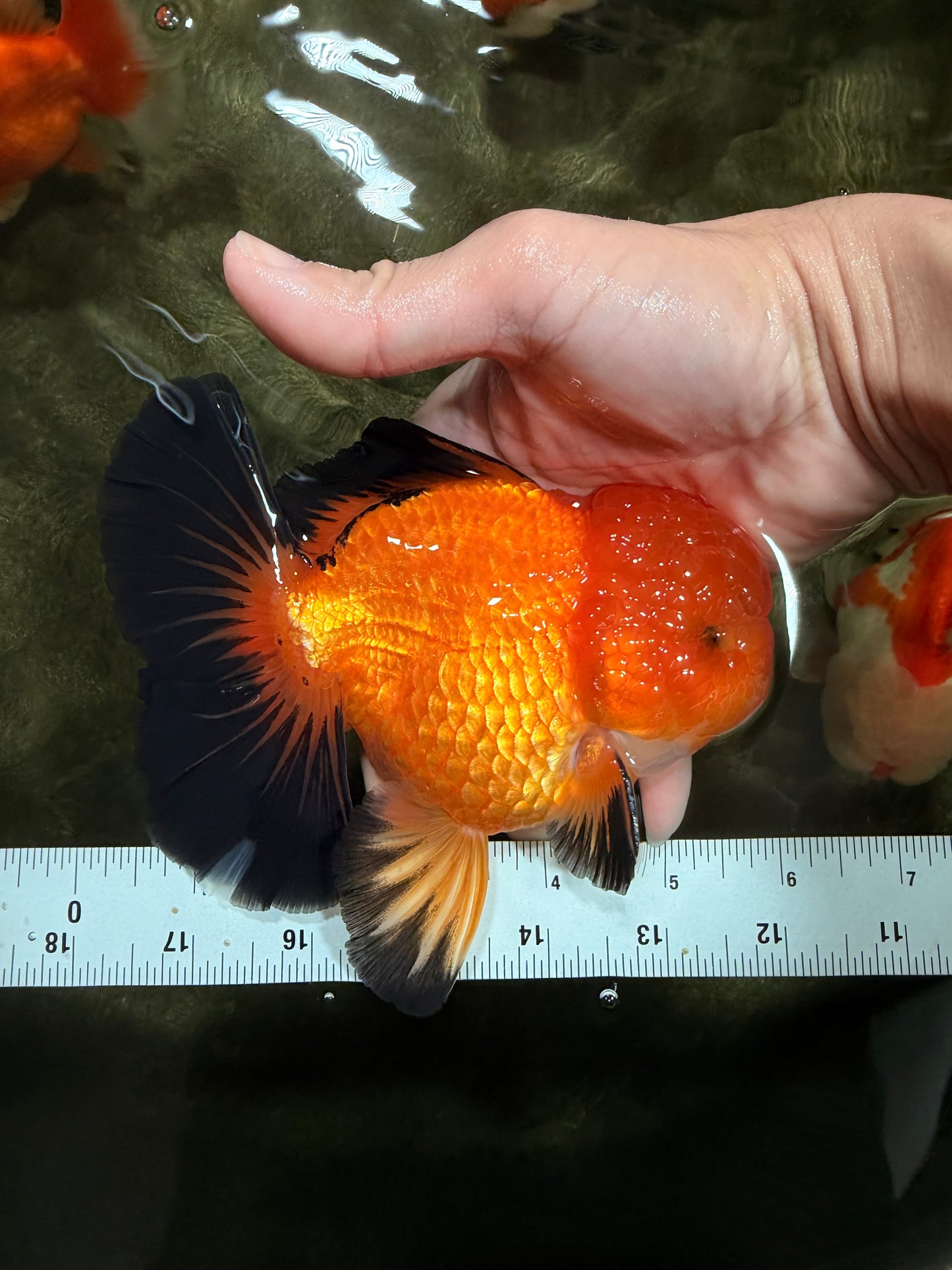 CHONKY A Grade Apache Oranda Male 5.5-6 inches #040326OR_09