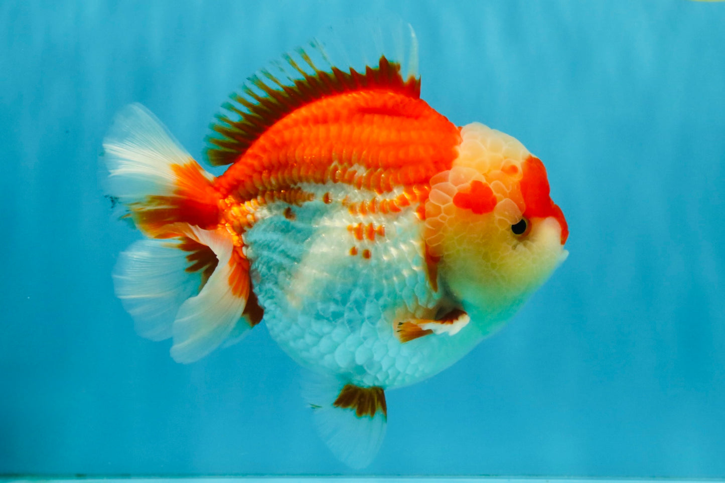 CHUBBY AAA Grade Red White Yuanbao Male 6 inches #040326YB_01