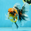 A Grade Ink Tiger Oranda Male 5-5.5 inches #050925OR_49