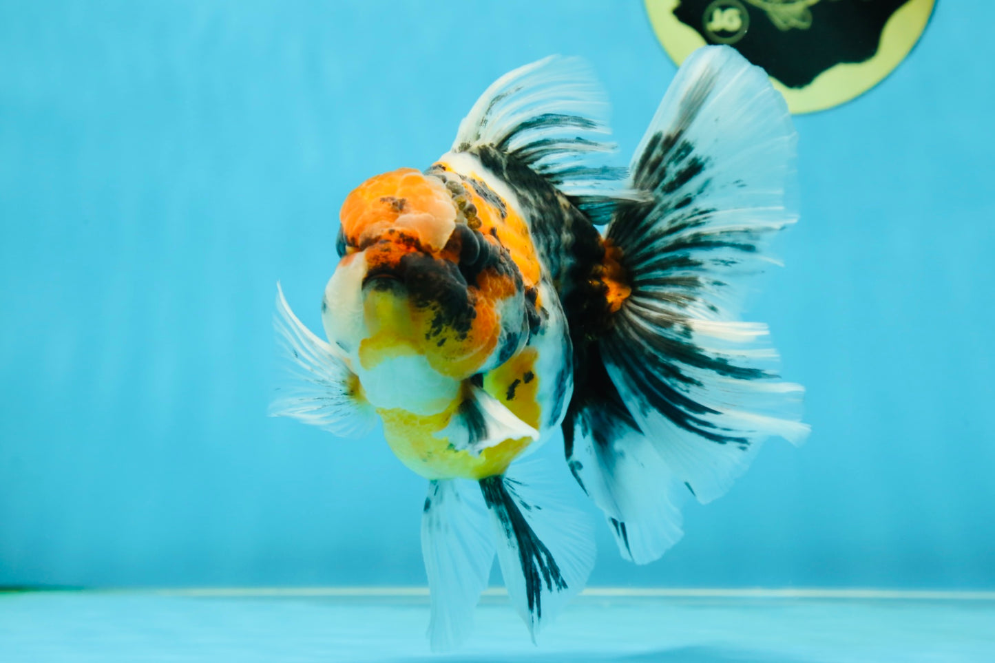 A Grade Ink Tiger Oranda Male 5-5.5 inches #050925OR_49