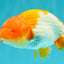 Red White Lionchu Male 4.5-5 Inches #100226LC_19