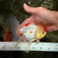 SUPER CUTE Kohaku Oranda Female 5.5 inches #090426OR_16