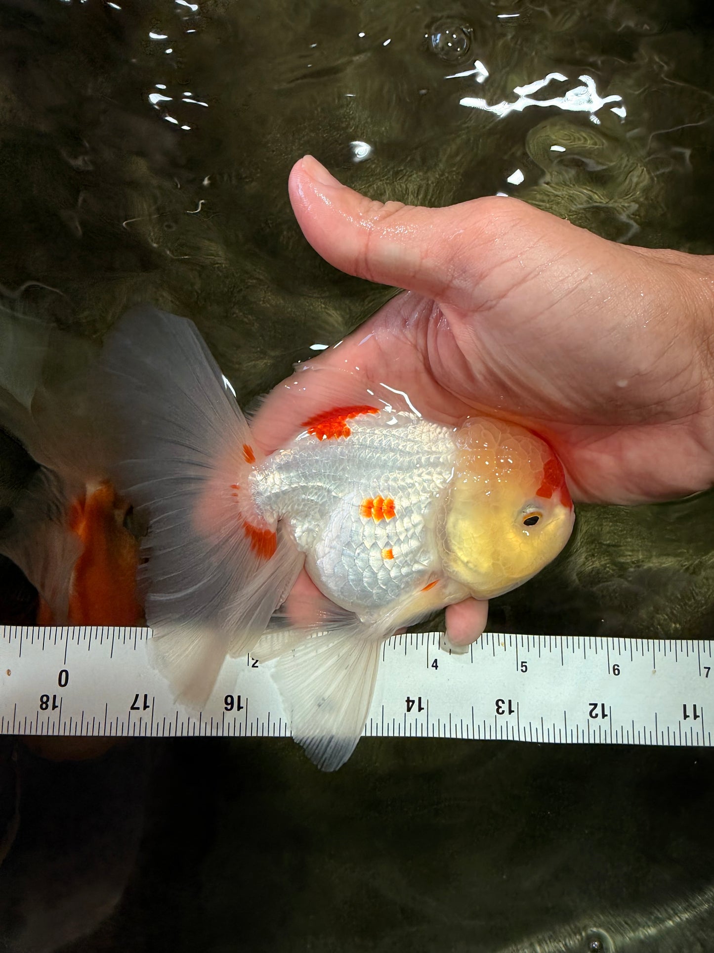 SUPER CUTE Kohaku Oranda Female 5.5 inches #090426OR_16