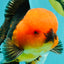 A Grade Apache Oranda Male 5.5 inches #102326OR_15
