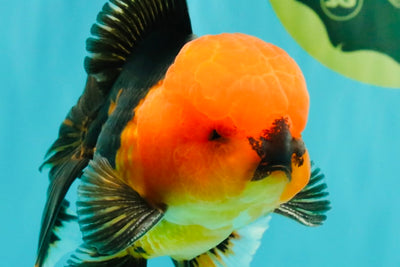 A Grade Apache Oranda Male 5.5 inches #102326OR_15
