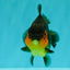 SUPER CUTE AAA Grade Apache Yuanbao Male 4.5-5 inches #101626YB_32