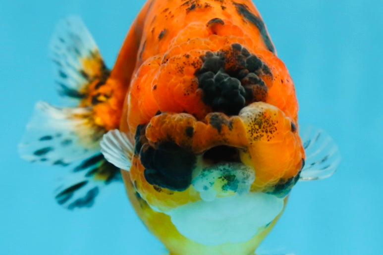 AAA Grade Tiger LionQueen 4.5 inches #051625LC_02