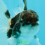 Panda Oranda Male 3.5 inches #1004OR_28