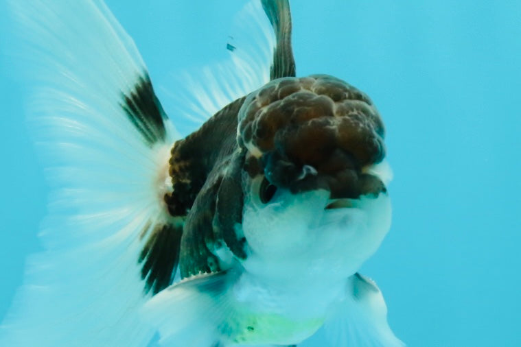 Panda Oranda Male 3.5 inches #1004OR_28