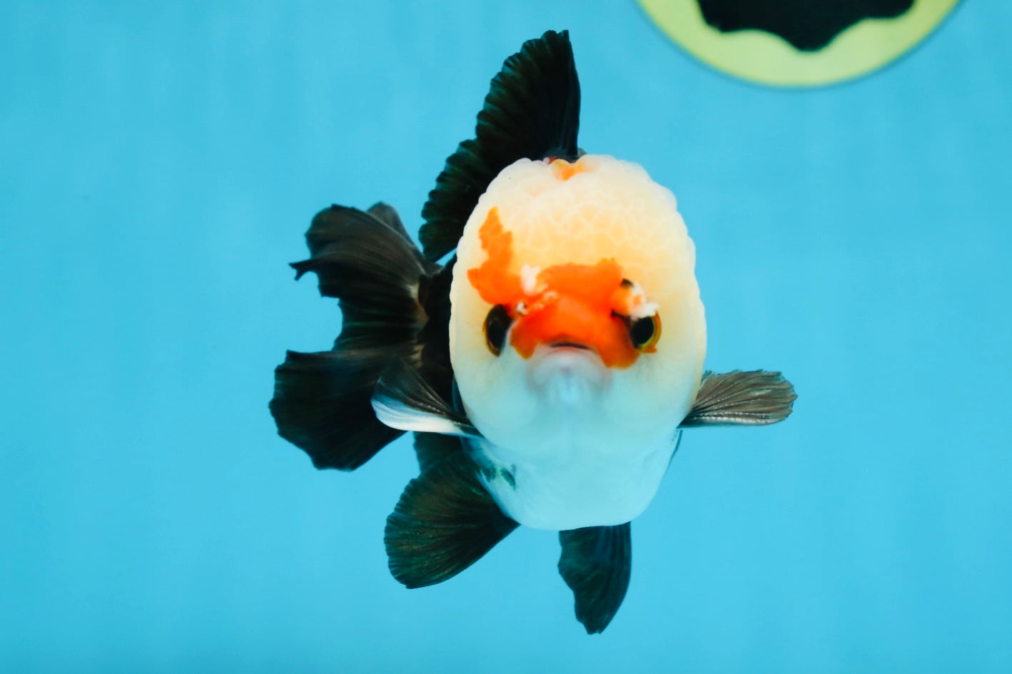 A Grade Adorable Pompom Tricolor Yuanbao Male 4-4.5 inches #071125YB_19